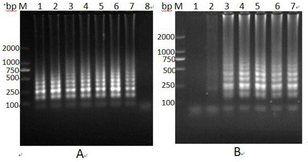 RT-LAMP nucleic acid test-strip kit for determining hog cholera virus and application