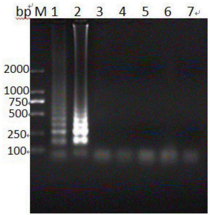 RT-LAMP nucleic acid test-strip kit for determining hog cholera virus and application