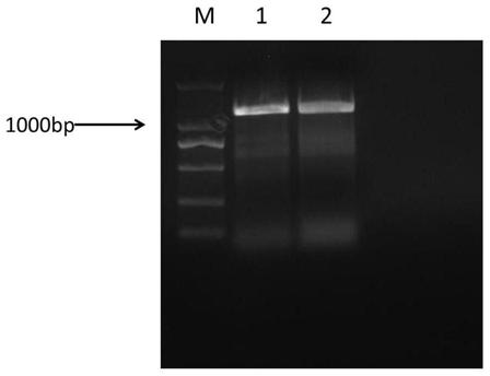 Method for improving citrus canker resistance based on CRISPRCas9 mediated CsWRKY22 site-directed editing