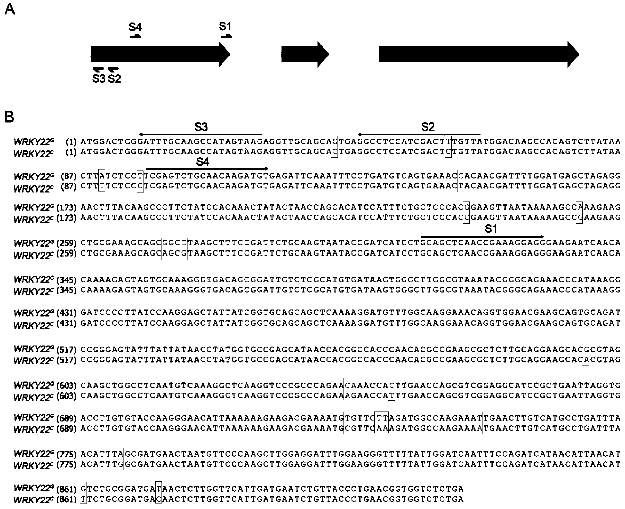 Method for improving citrus canker resistance based on CRISPRCas9 mediated CsWRKY22 site-directed editing