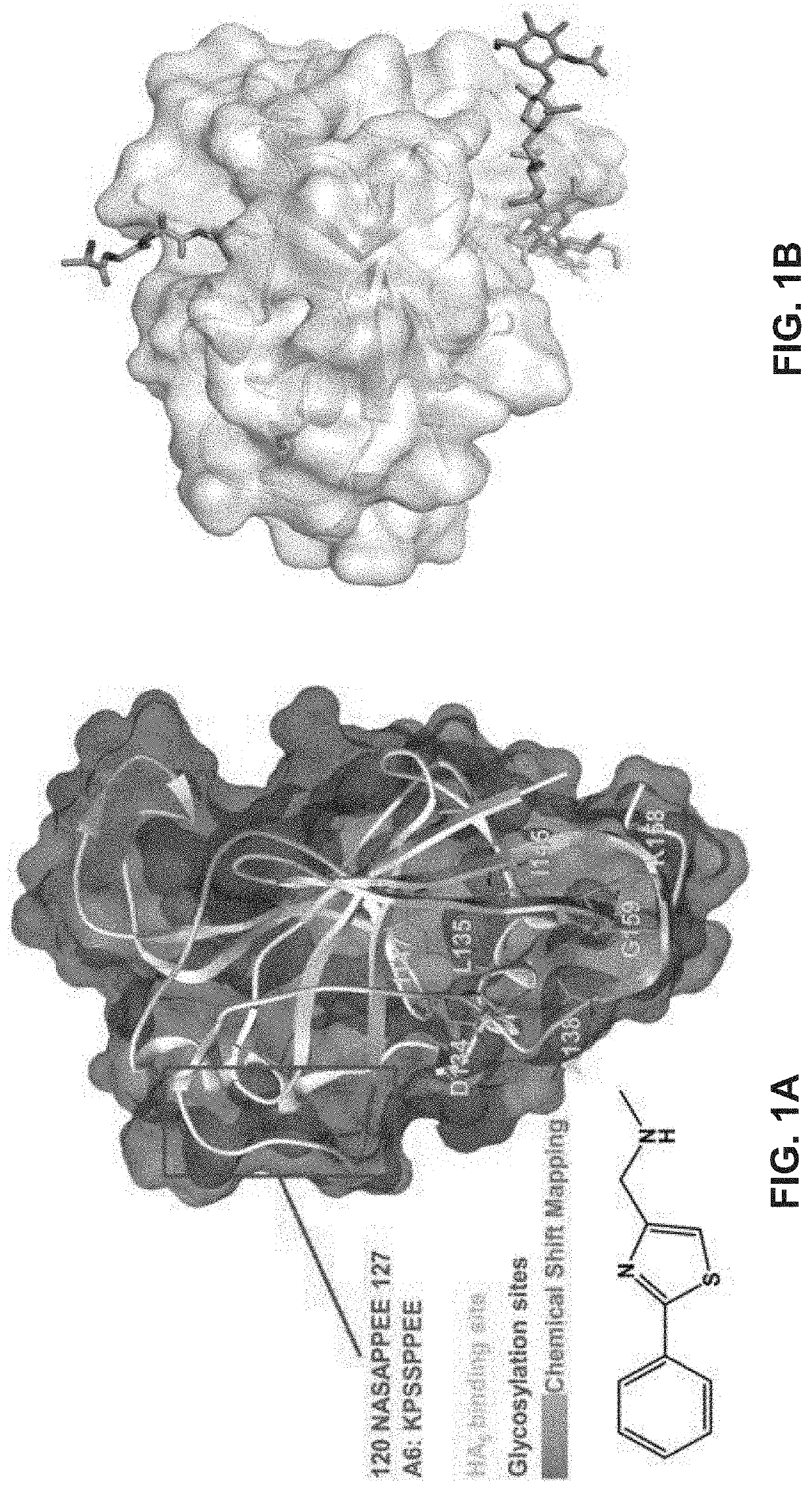 Methods for diagnosing and treating diseases based on modulating drug efflux by binding to cryptic region of cd44