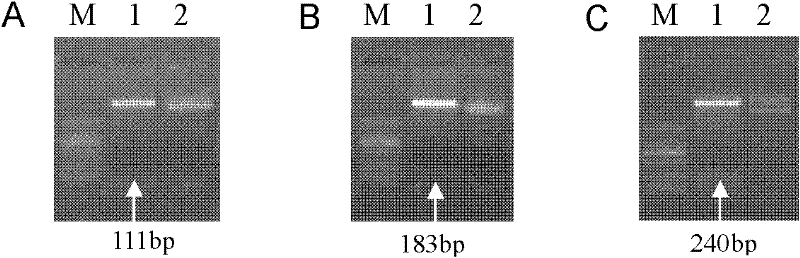 Sequences of mutants of Tat protein of human immunodeficiency virus type 1 and use thereof