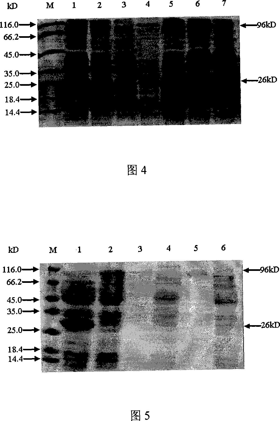 Chemically synthesized HSV1 virus gB glucoprotein extracellular region gene fragment, representation and application of the same