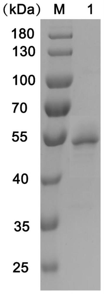 Aminopeptidase Amp0279 sourced from lysinibacillus sphaericus C3-41 as well as recombinant strain and application of aminopeptidase Amp0279