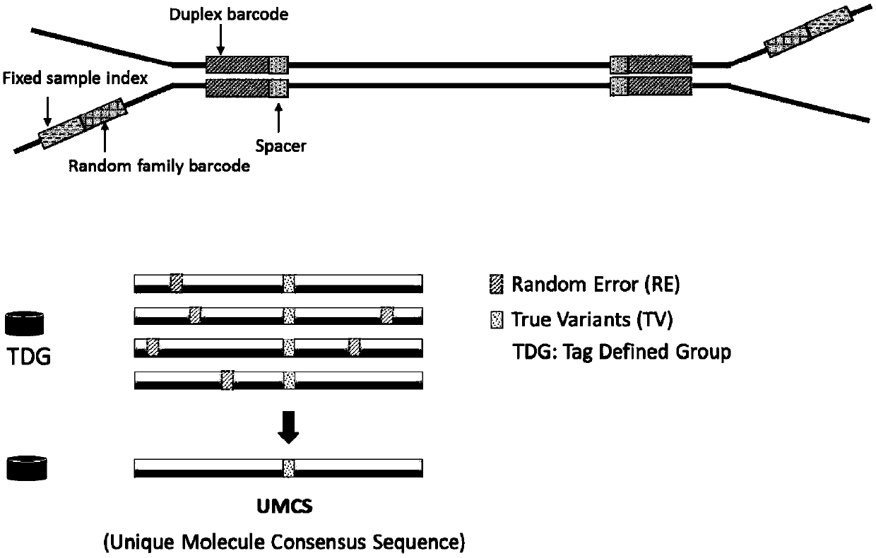 Detection and analysis method of ultra-low frequency mutation sites based on duplex-seq