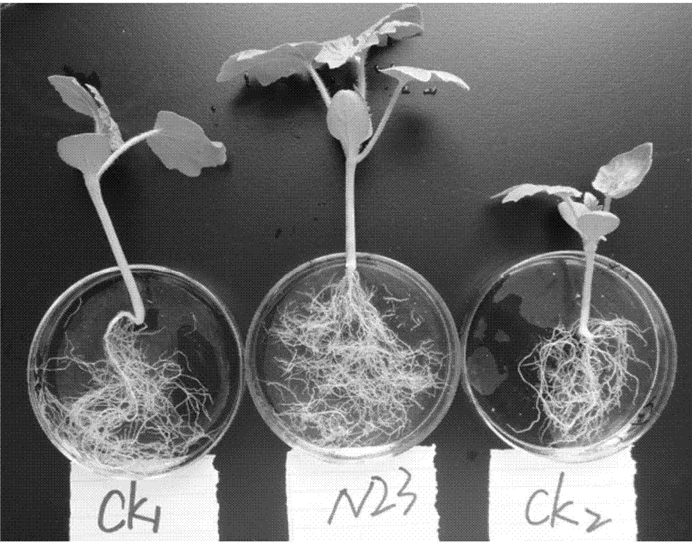 A strain containing Bacillus dead valley and its prepared functional vegetable seedling biological matrix