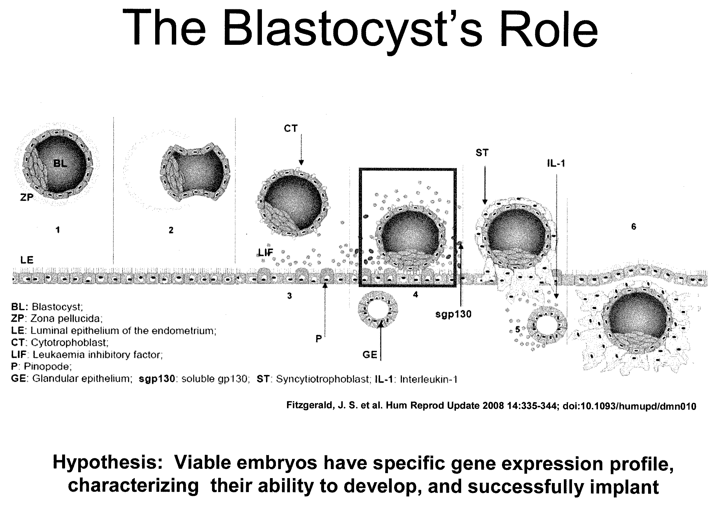 Gene Expression Profile-Facilitated In Vitro Fertilization