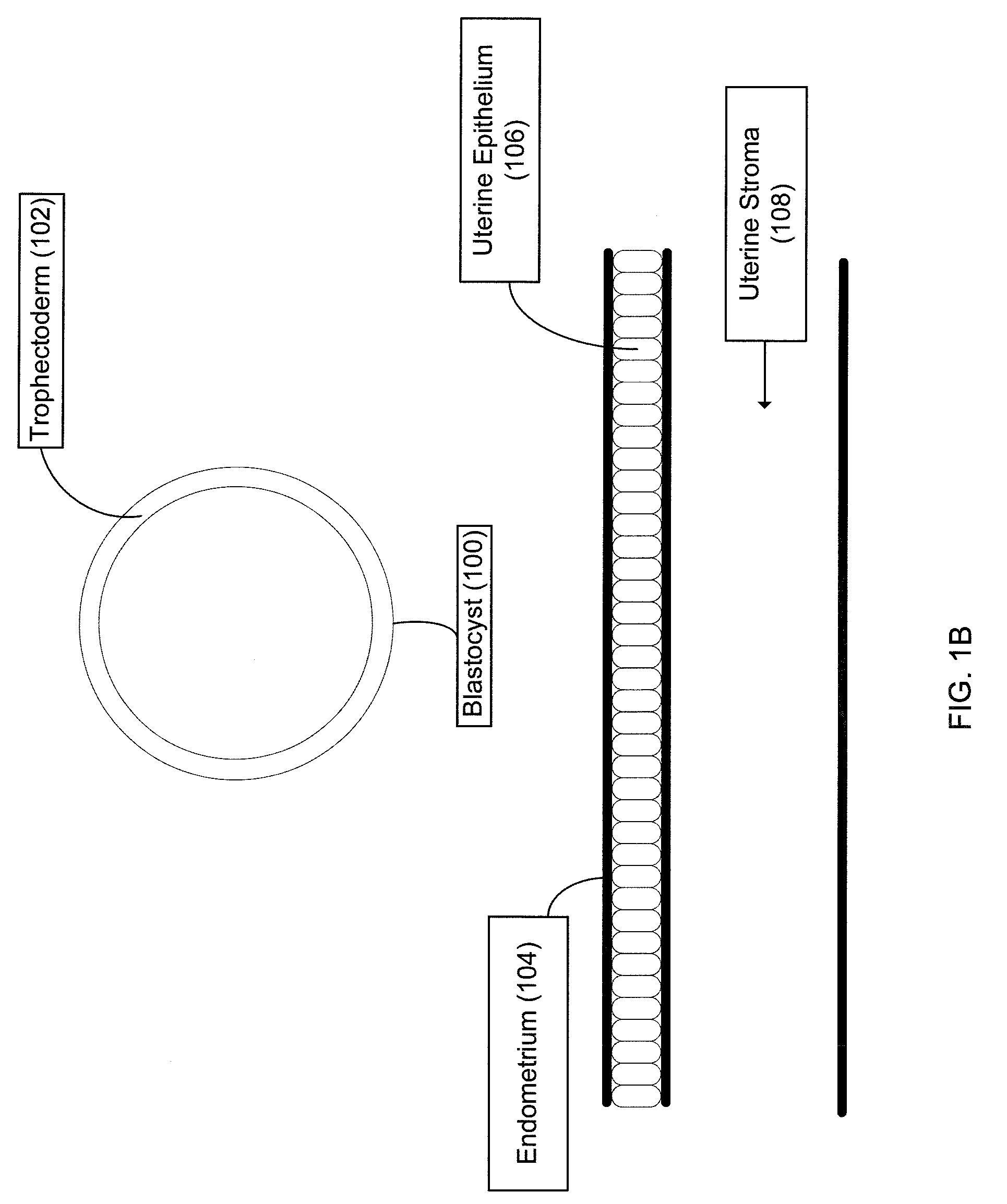 Gene Expression Profile-Facilitated In Vitro Fertilization