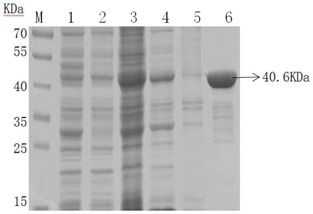 Porcine lawsonia intracellularis IPMA antigen detection method and application thereof