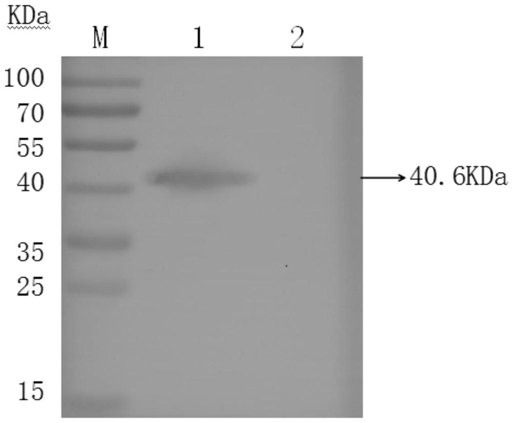 Porcine lawsonia intracellularis IPMA antigen detection method and application thereof