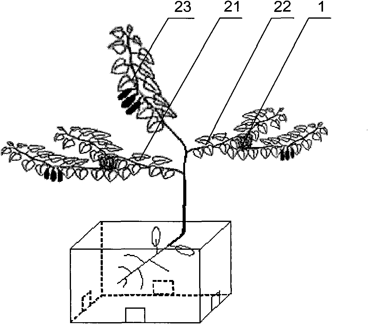 cultivation-method-for-realizing-root-function-separation-of-root-crops