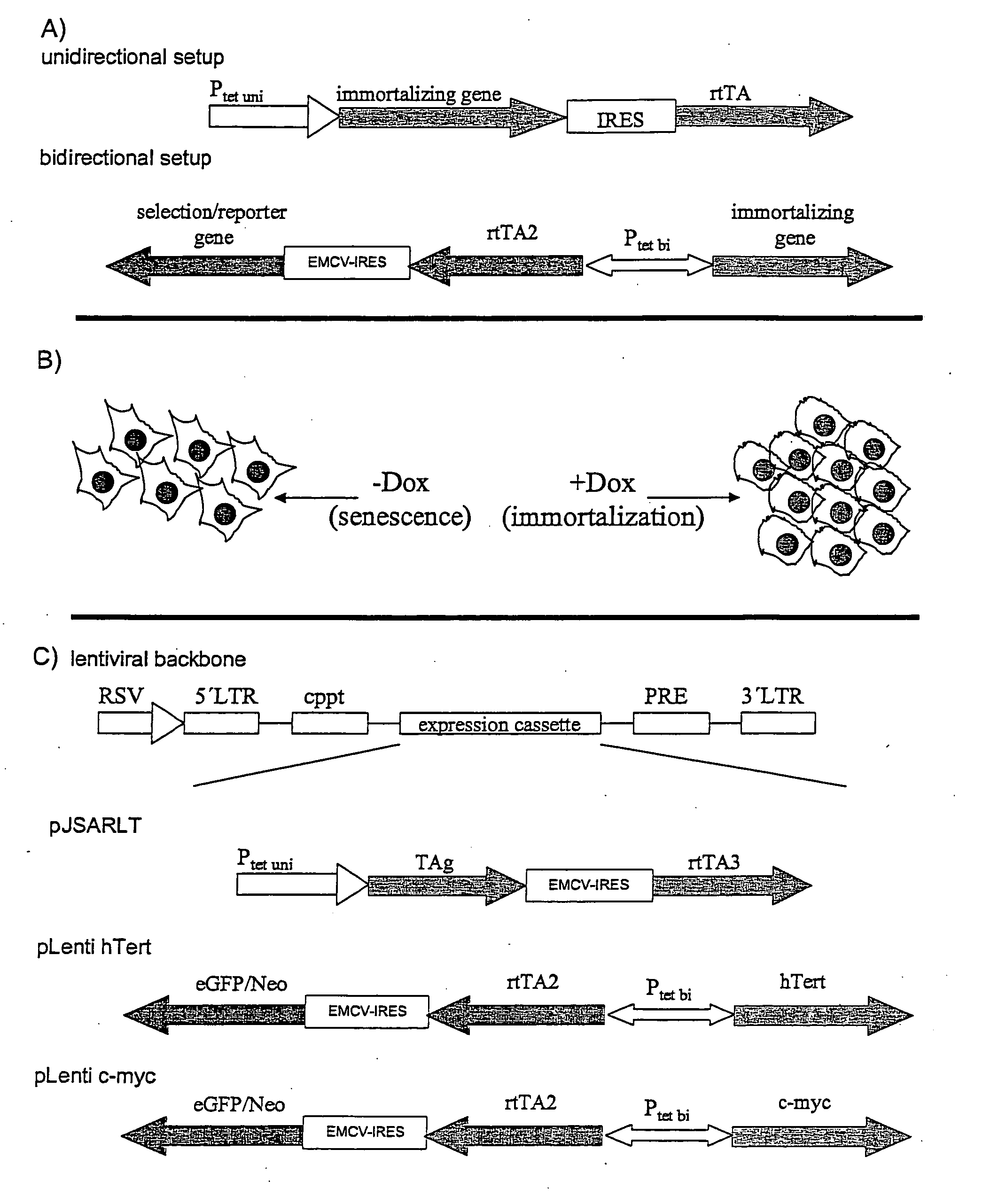 Senescene Cells and Methods For Its Production