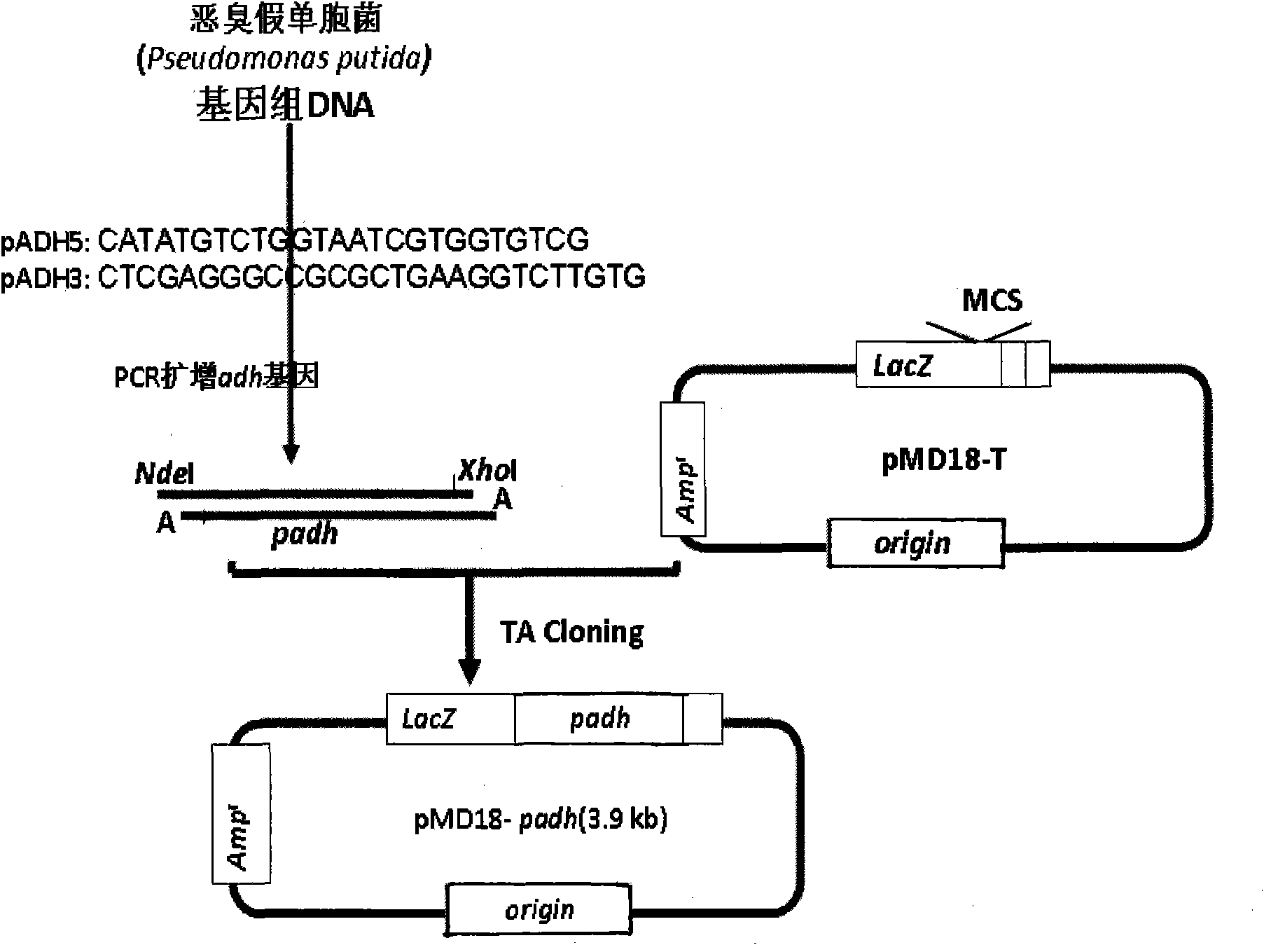 Prokaryotic expression vector of Pseudomonas putida glutathione-independent formaldehyde dehydrogenase and construction method and application thereof