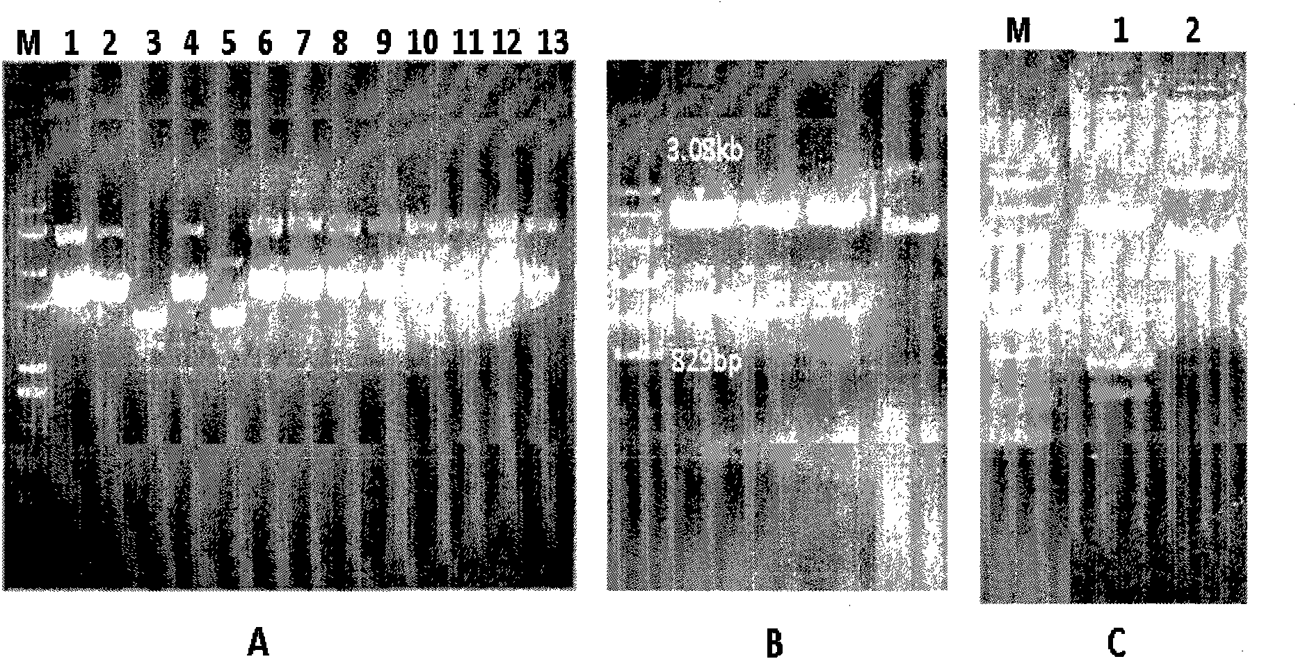 Prokaryotic expression vector of Pseudomonas putida glutathione-independent formaldehyde dehydrogenase and construction method and application thereof