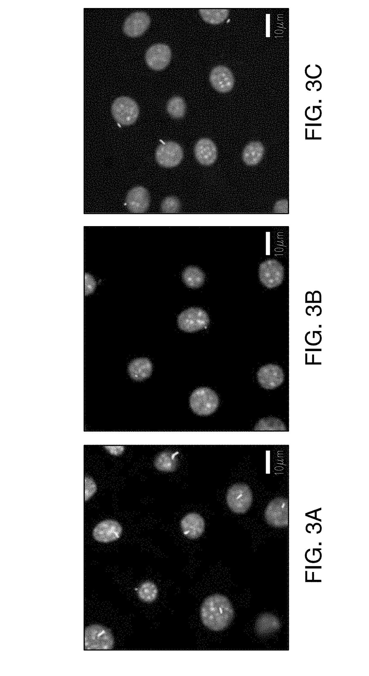 Regulation of gene expression by modulating primary cilia length