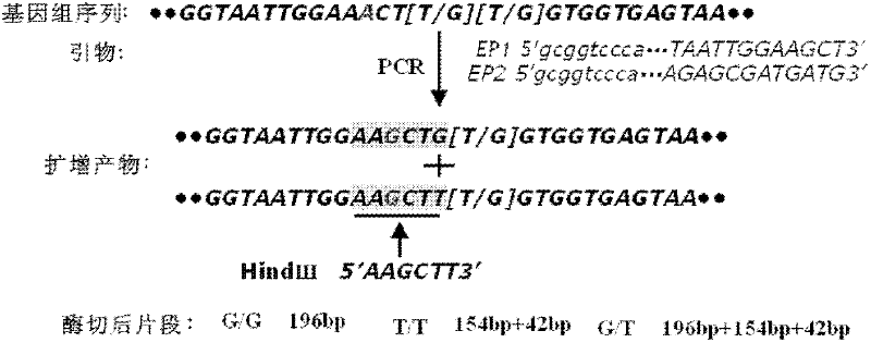 PCR-RFLP (Polymerase Chain Reaction-Amplified Fragment Length Polymorphism) assay kit for drug resistance of anopheles sinensis and special primer of same