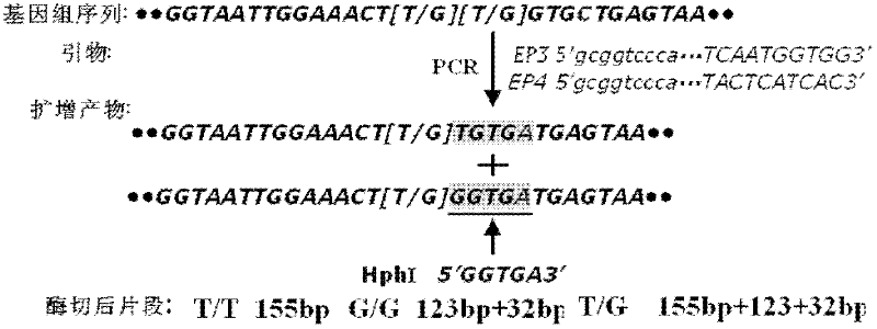 PCR-RFLP (Polymerase Chain Reaction-Amplified Fragment Length Polymorphism) assay kit for drug resistance of anopheles sinensis and special primer of same