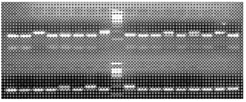 PCR-RFLP (Polymerase Chain Reaction-Amplified Fragment Length Polymorphism) assay kit for drug resistance of anopheles sinensis and special primer of same