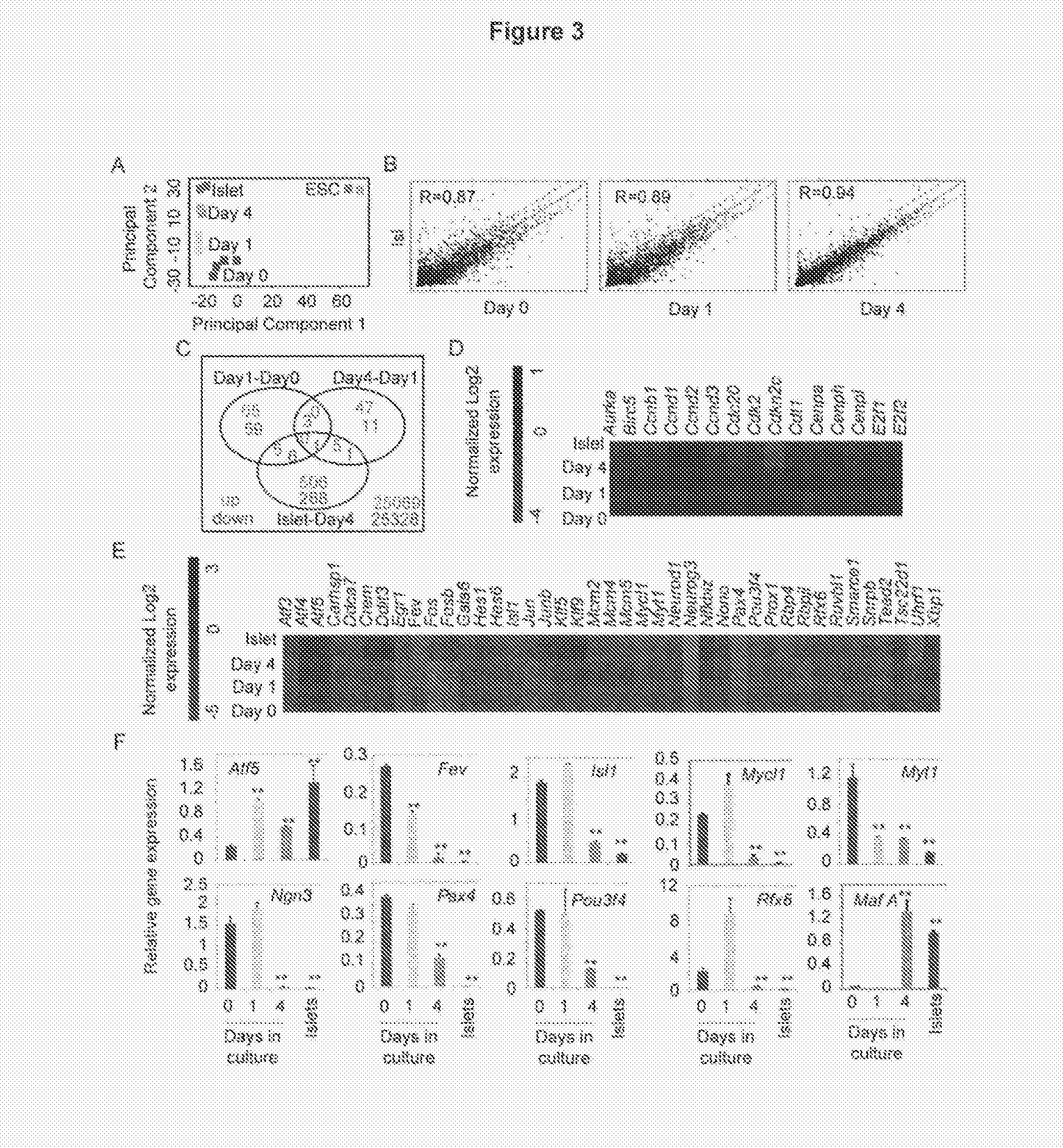 Method for generating mature beta-like cells