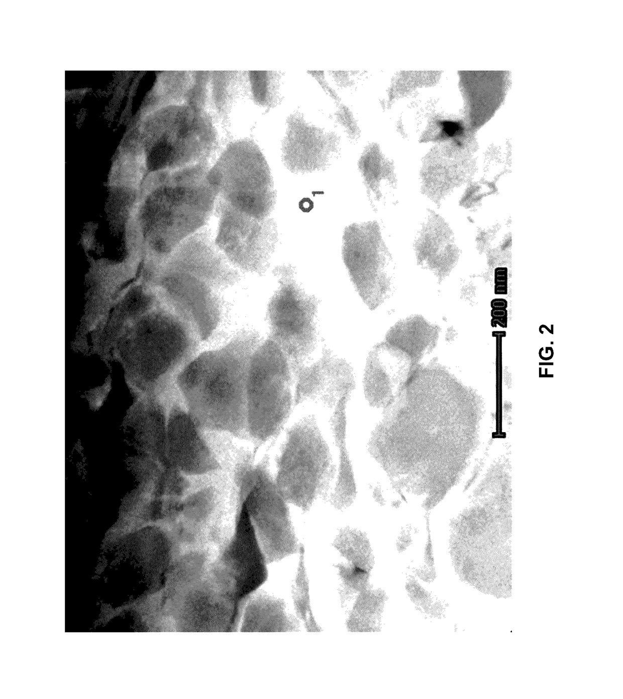 Titanium alloys for biomedical applications and fabrication methods thereof