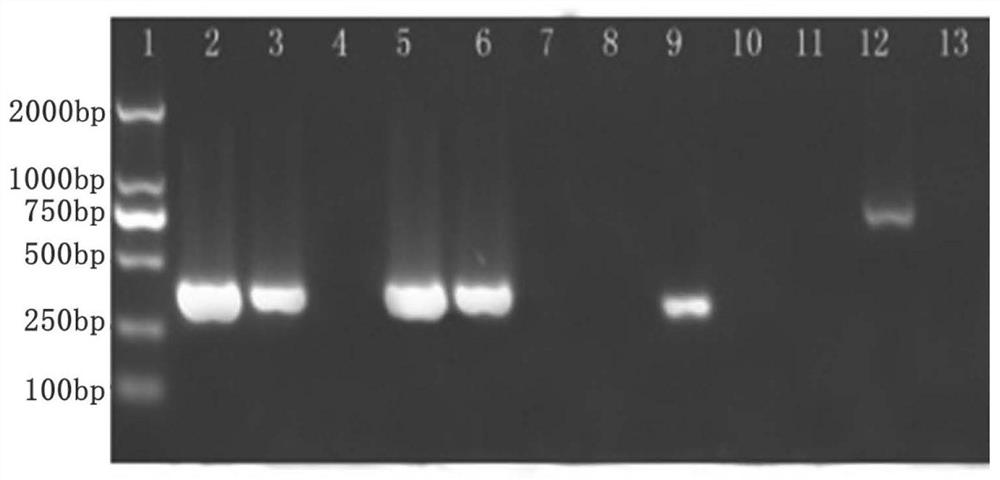 A kind of reagent and application for preventing or treating fish infected with cyhv-2