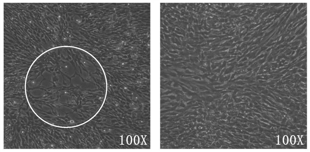 A kind of reagent and application for preventing or treating fish infected with cyhv-2