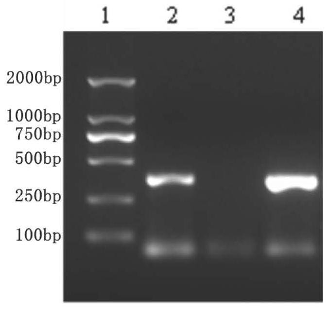 A kind of reagent and application for preventing or treating fish infected with cyhv-2