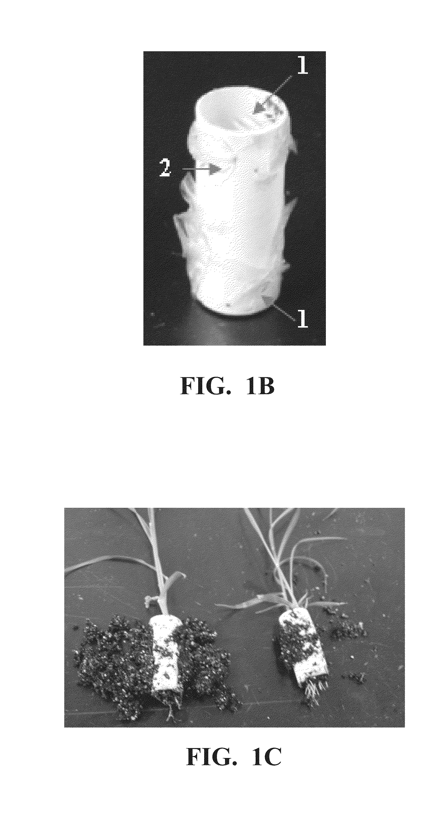 Plant artificial seeds having multilayers and methods for the production thereof