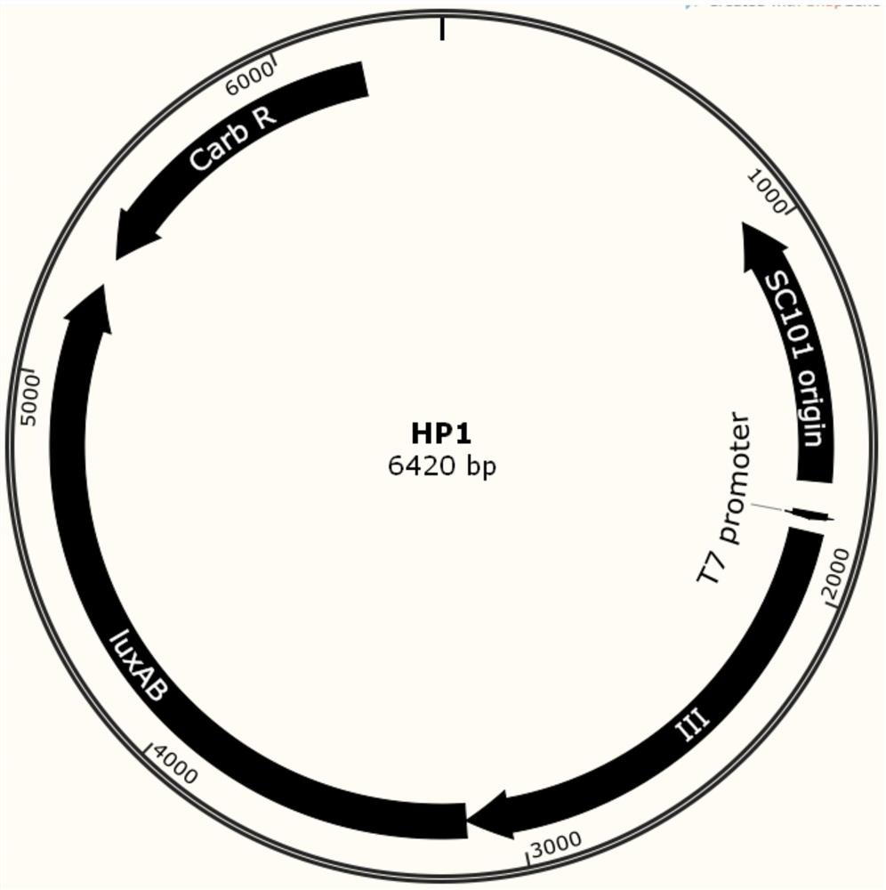 A phage-assisted continuous directed evolution system and method for multiple bacteria