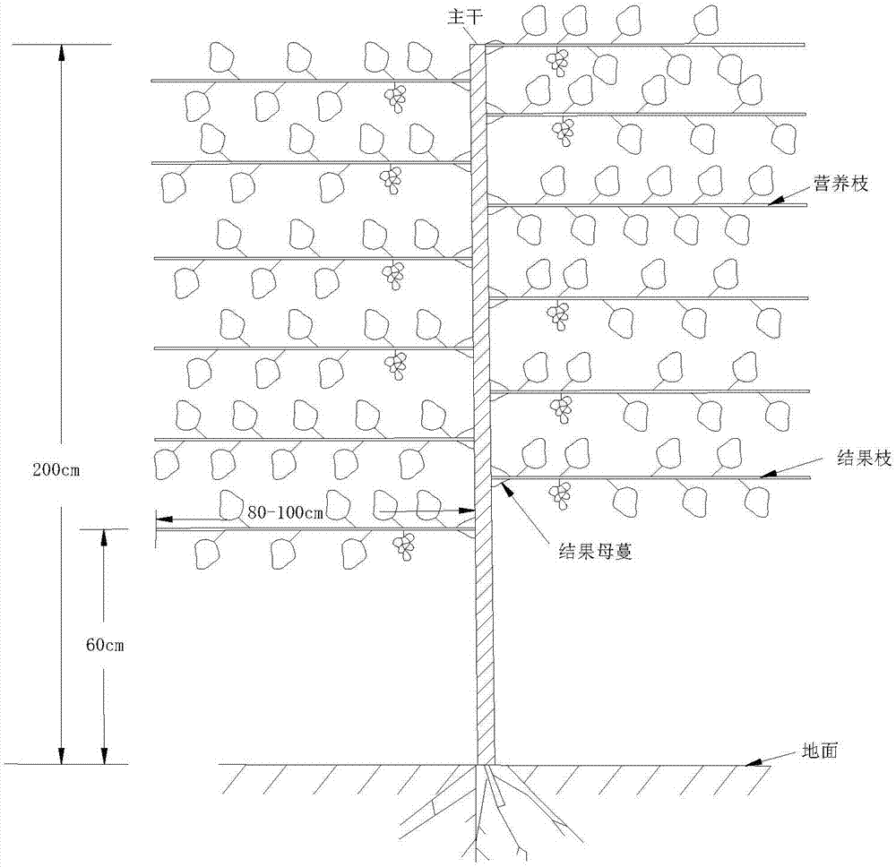 Cylindrical tree form of solar greenhouse grapes and training and pruning technology