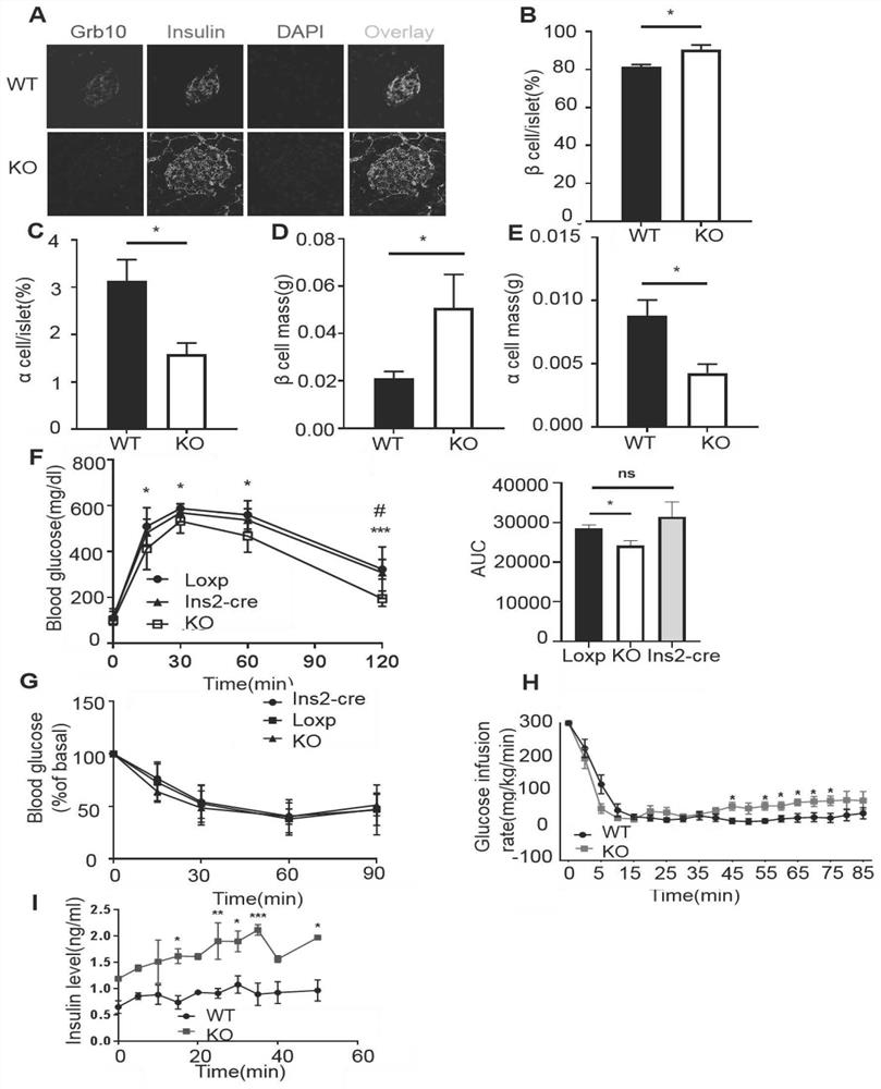 Grb10 used as key negative regulation factor of beta cell dysfunction