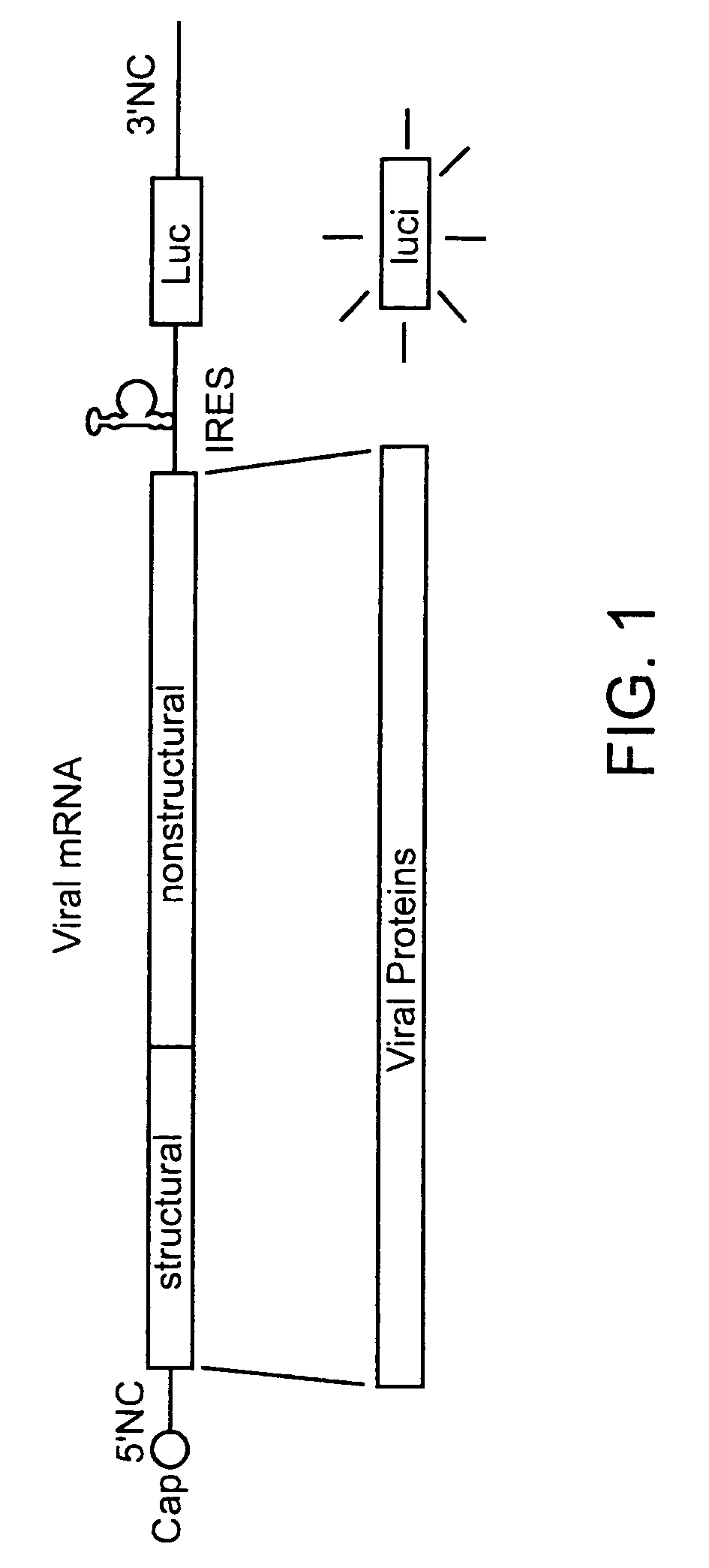 Recombinant bicistronic flaviviruses and methods of use thereof