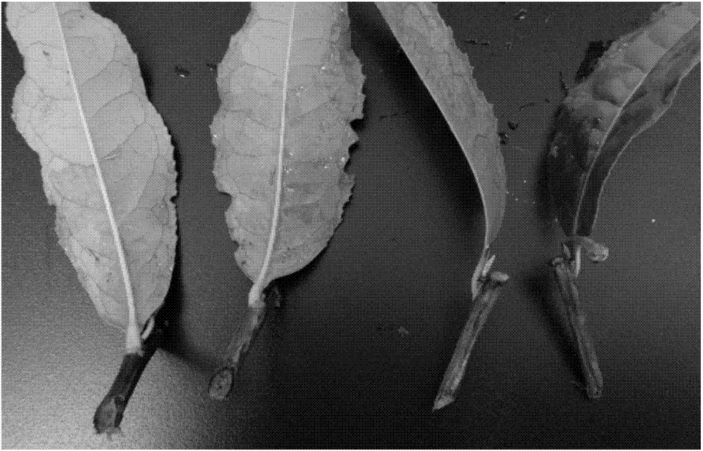 Growth-promoting bacterial strain for promoting rooting of cutting tea seedlings and microbial seedling culturing substrate thereof