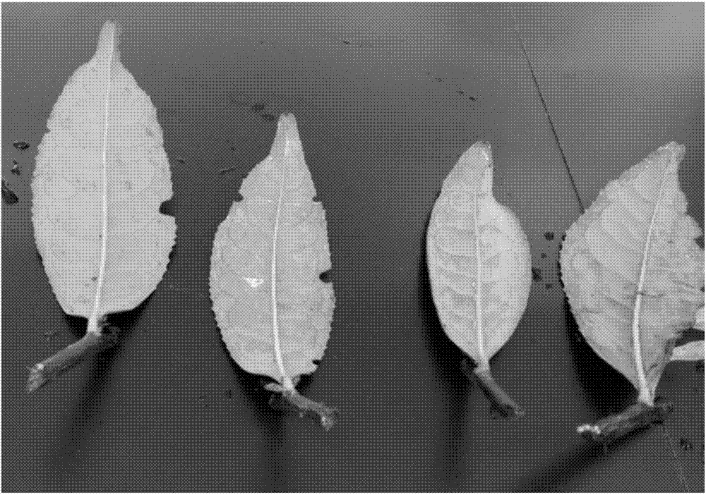 Growth-promoting bacterial strain for promoting rooting of cutting tea seedlings and microbial seedling culturing substrate thereof