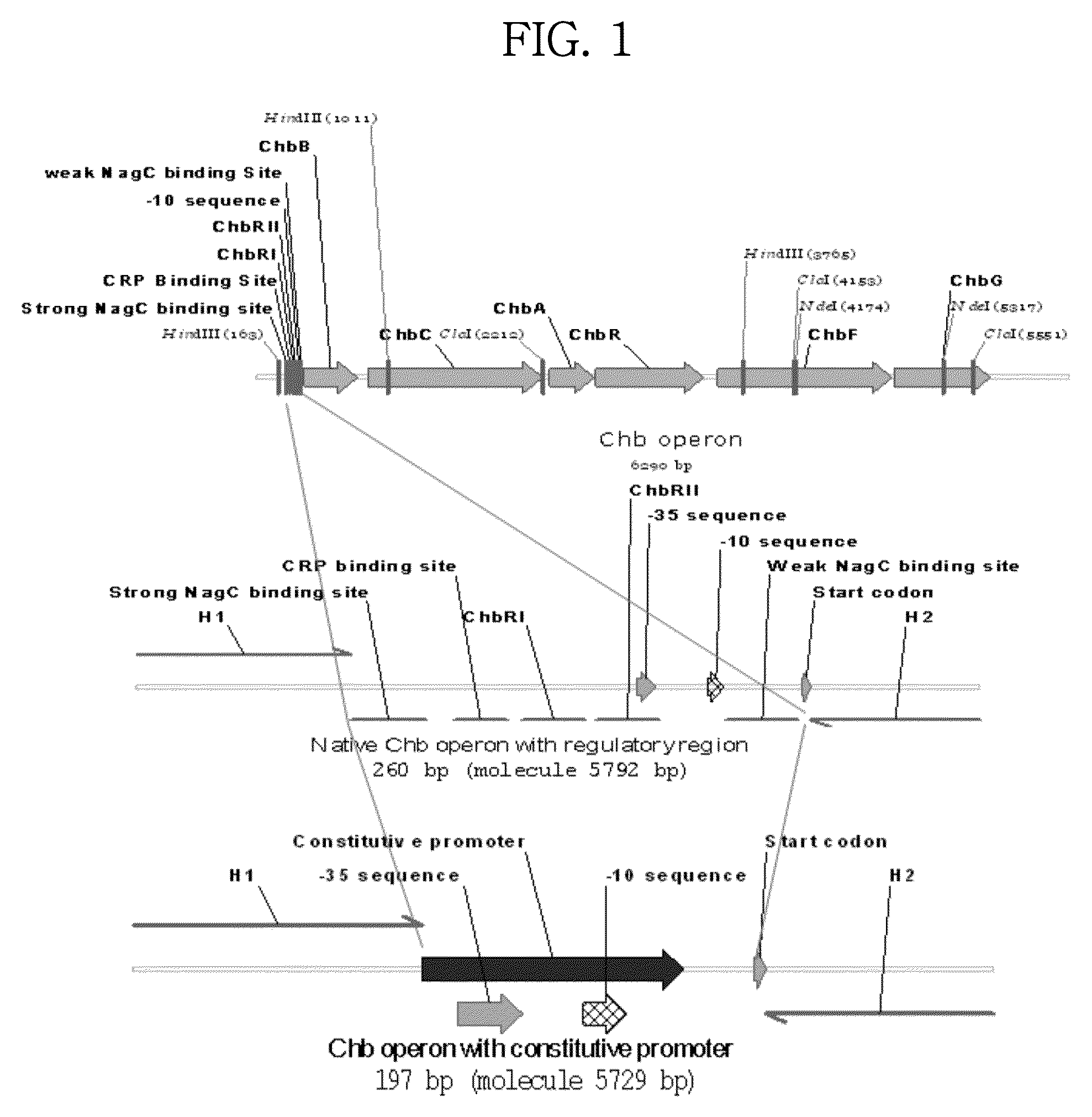 Mutant microorganism with enhanced sugar utilization and methods for preparing the same