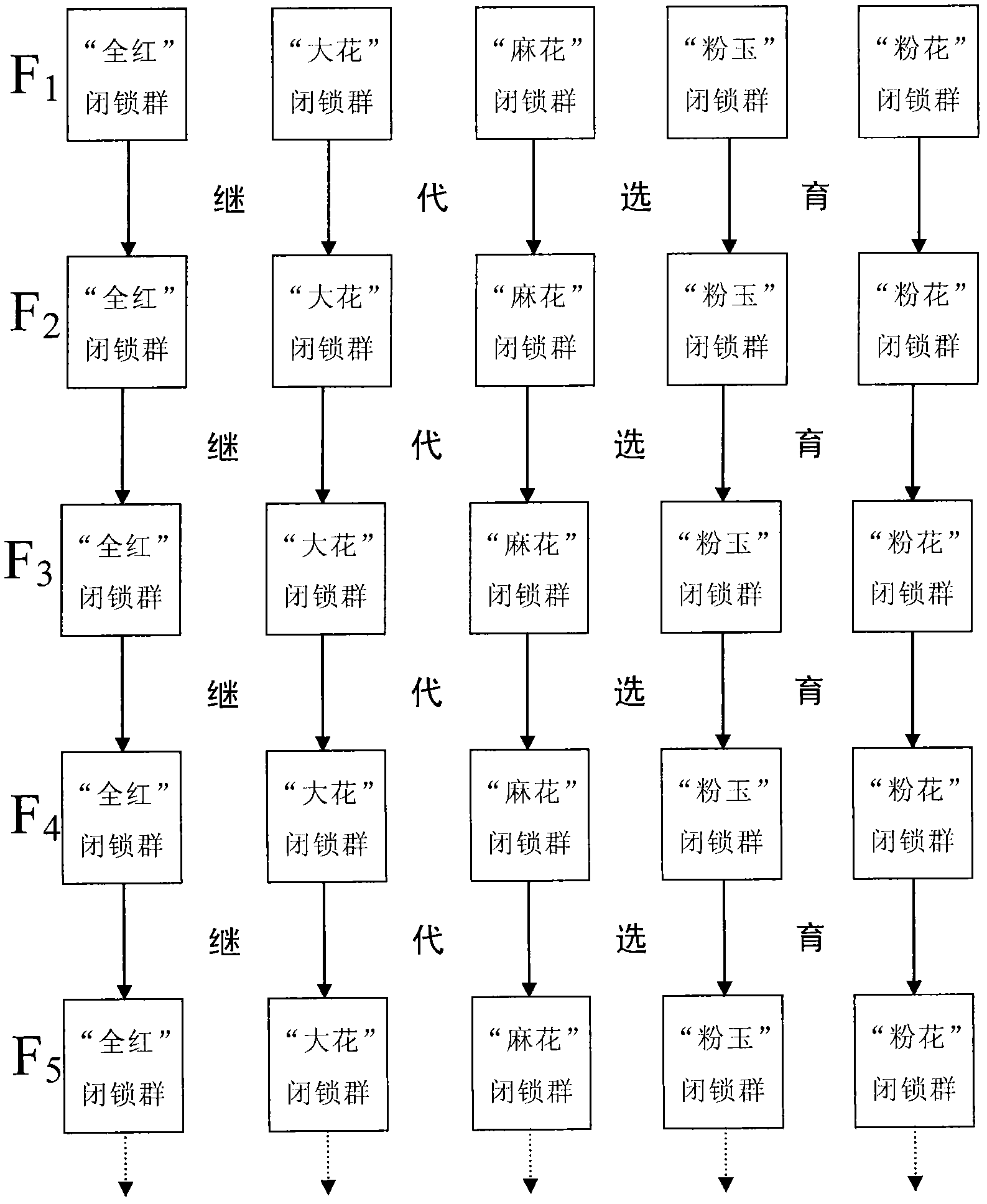 Breeding method for five specialized lines of Oujiang color common carp