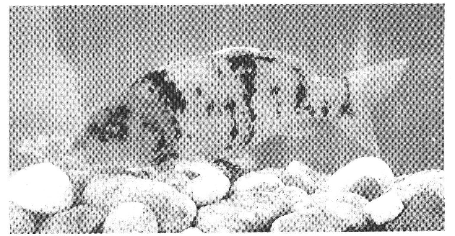 Breeding method for five specialized lines of Oujiang color common carp