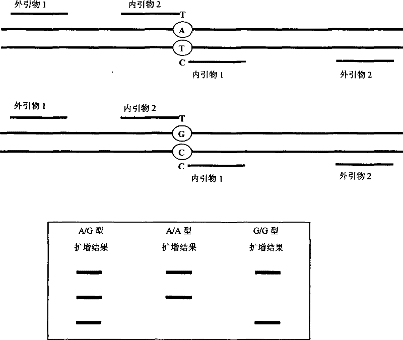 Deafness susceptibility gene screen test kit