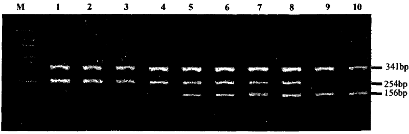 Deafness susceptibility gene screen test kit