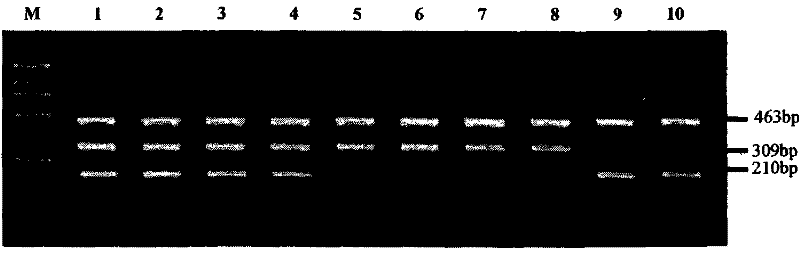 Deafness susceptibility gene screen test kit