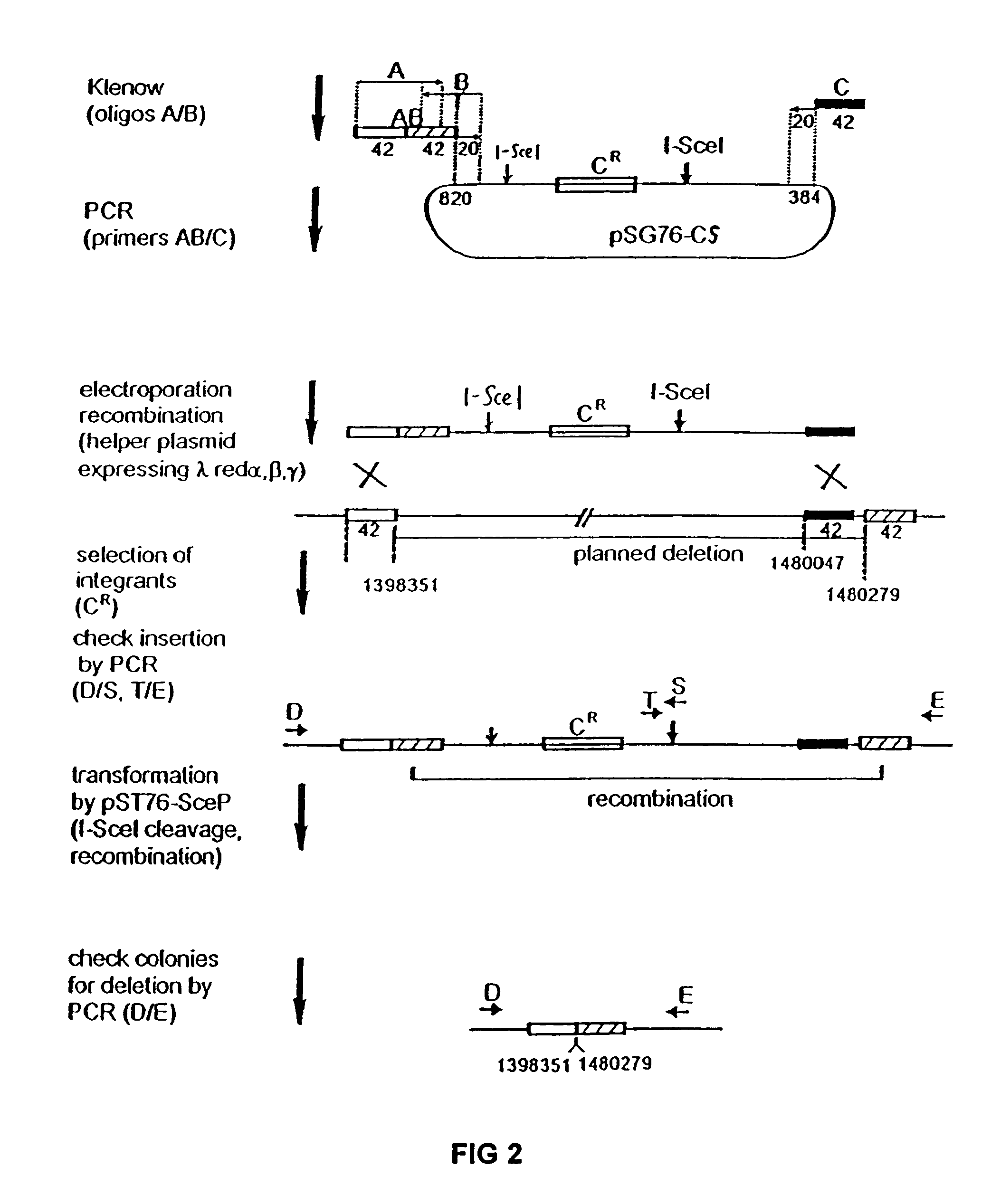 Bacteria with reduced genome