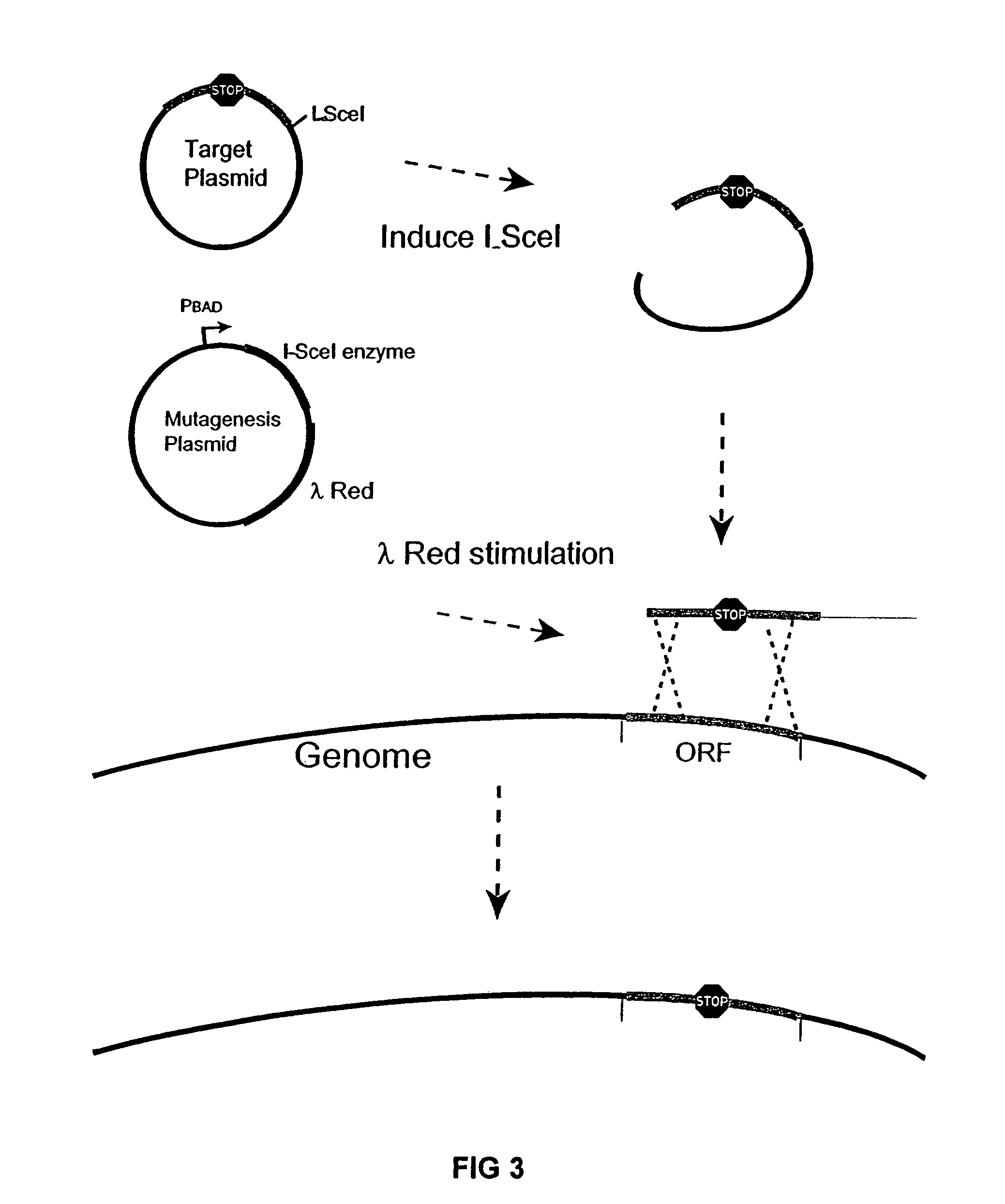 Bacteria with reduced genome