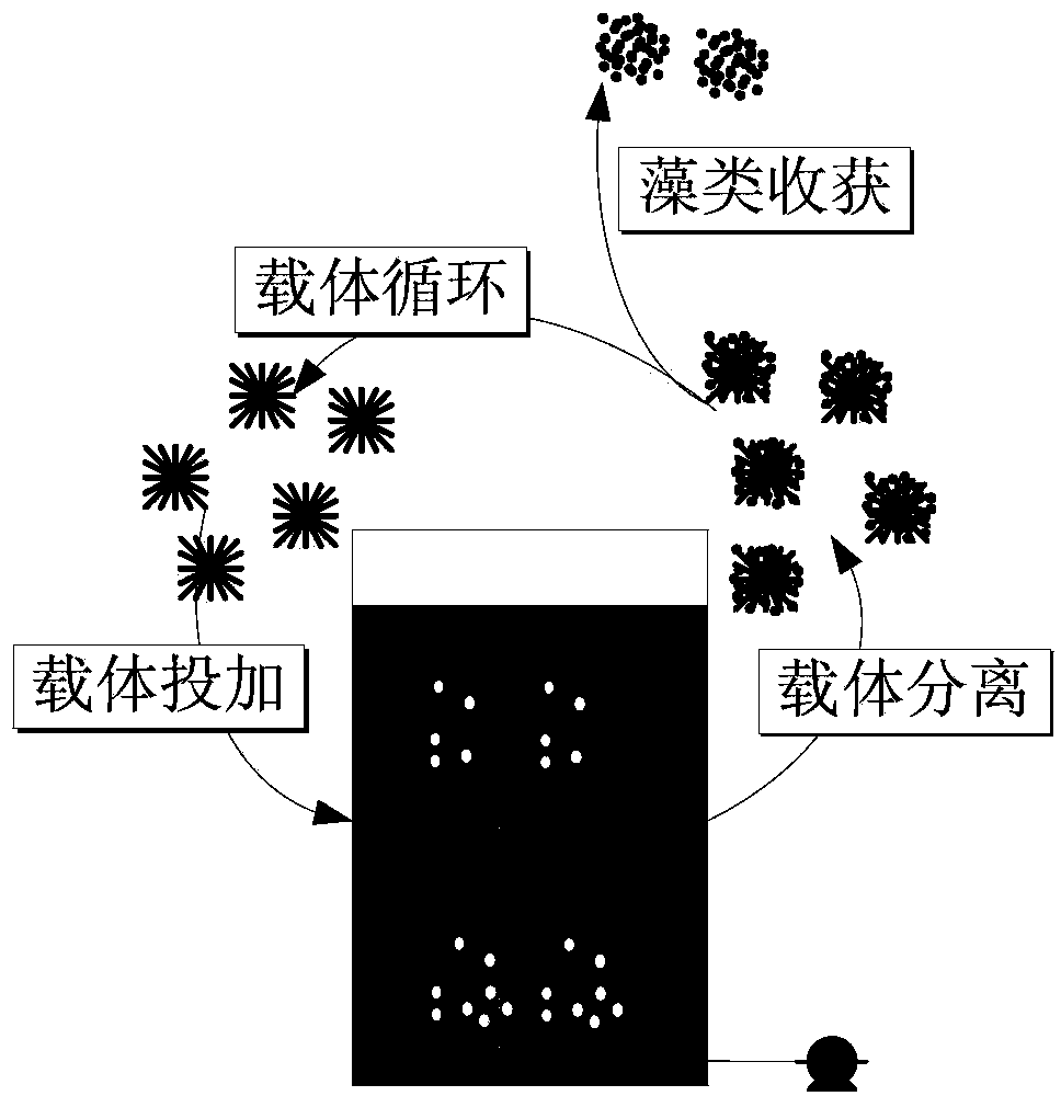 Microalgae suspension-adhesion mixed culture and separated harvesting method based on suspended carrier