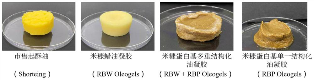 Novel rice bran protein-based shortening substitute and application thereof in baked food