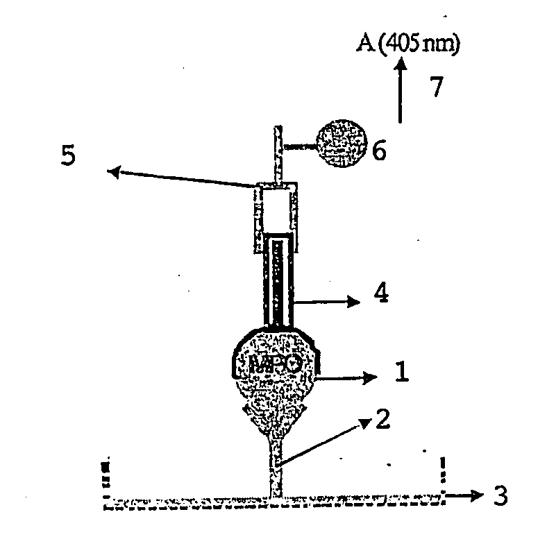 Method and Kit for the Measurement of Neutrophil Cell Activation