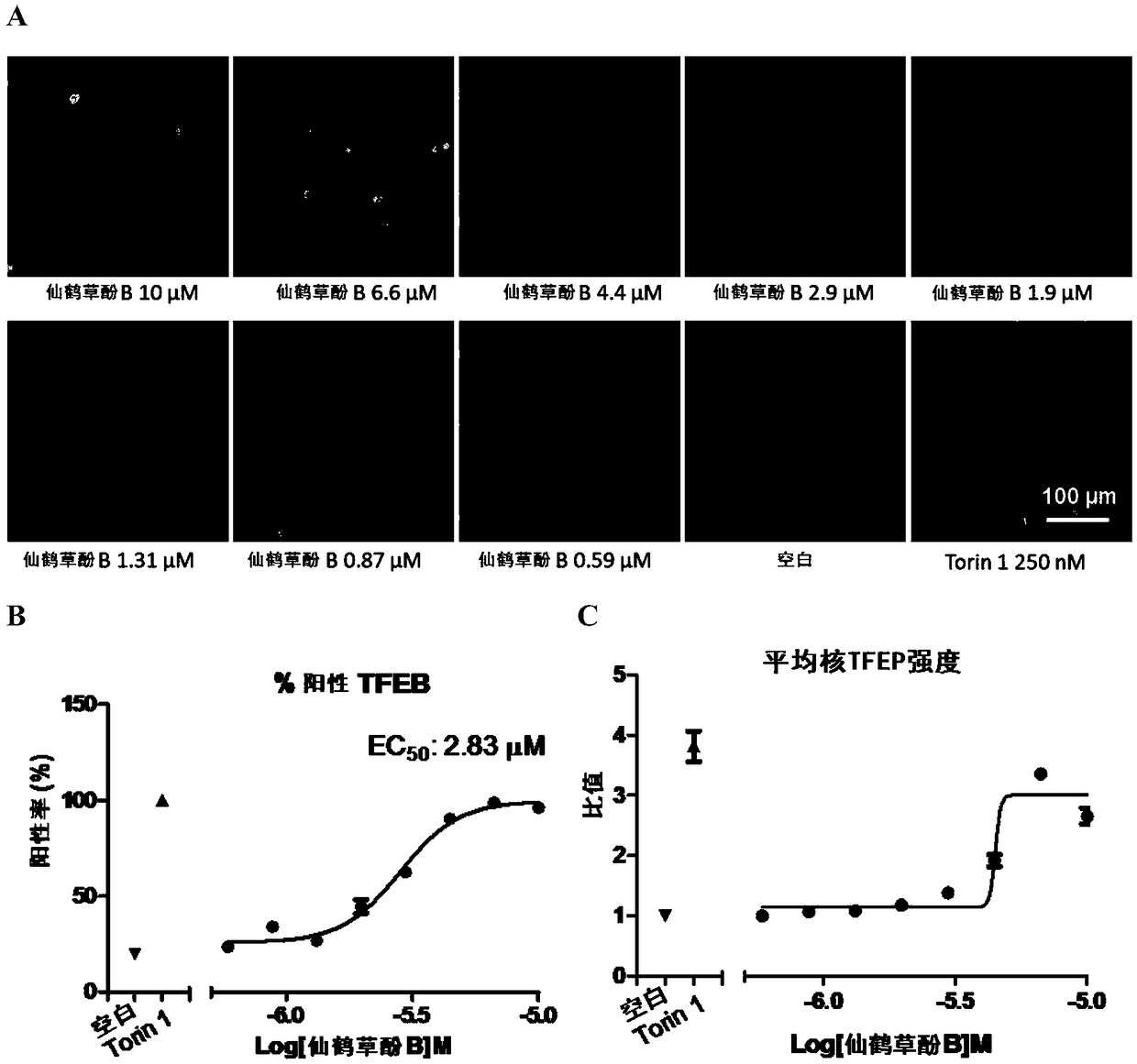 Application of agrimophol B as TFEB nuclear translocation inducer