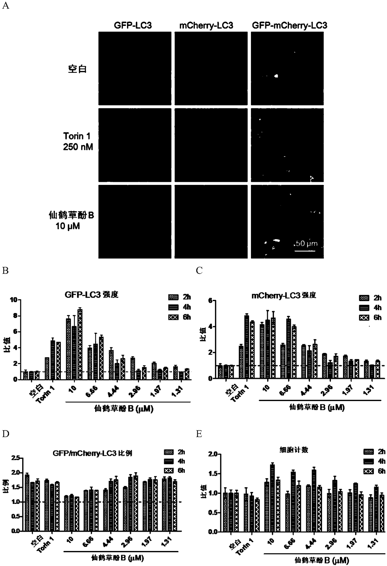 Application of agrimophol B as TFEB nuclear translocation inducer