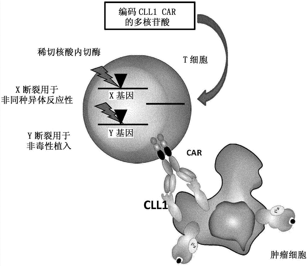 Anti-CLL1 specific single-chain chimeric antigen receptors (scCARs) for cancer immunotherapy