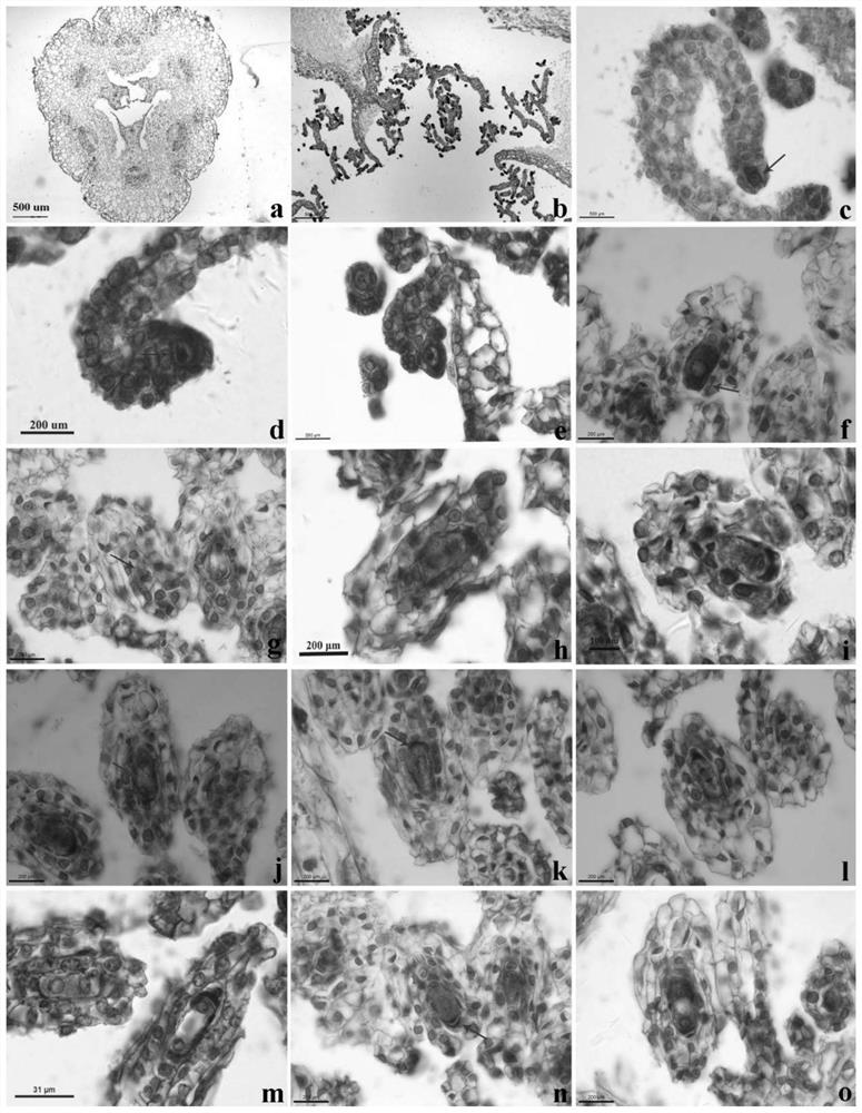 A method for increasing protocorm polysaccharide content and its medium and application