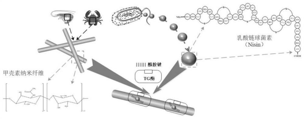 Chitin nanofiber/Nisin composite preservative based on transglutaminase induced crosslinking and preparation method
